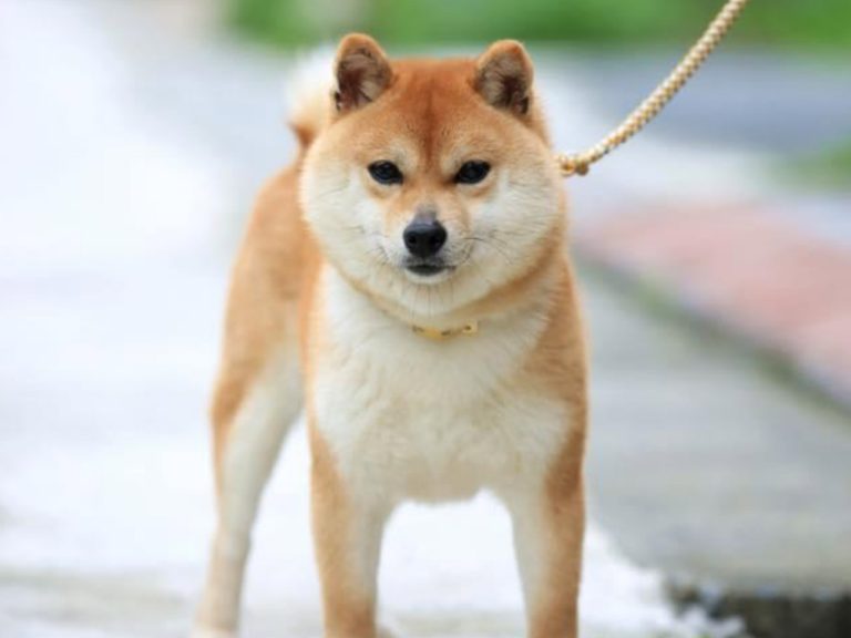 Mame shiba roux adulte au poil dense, de face