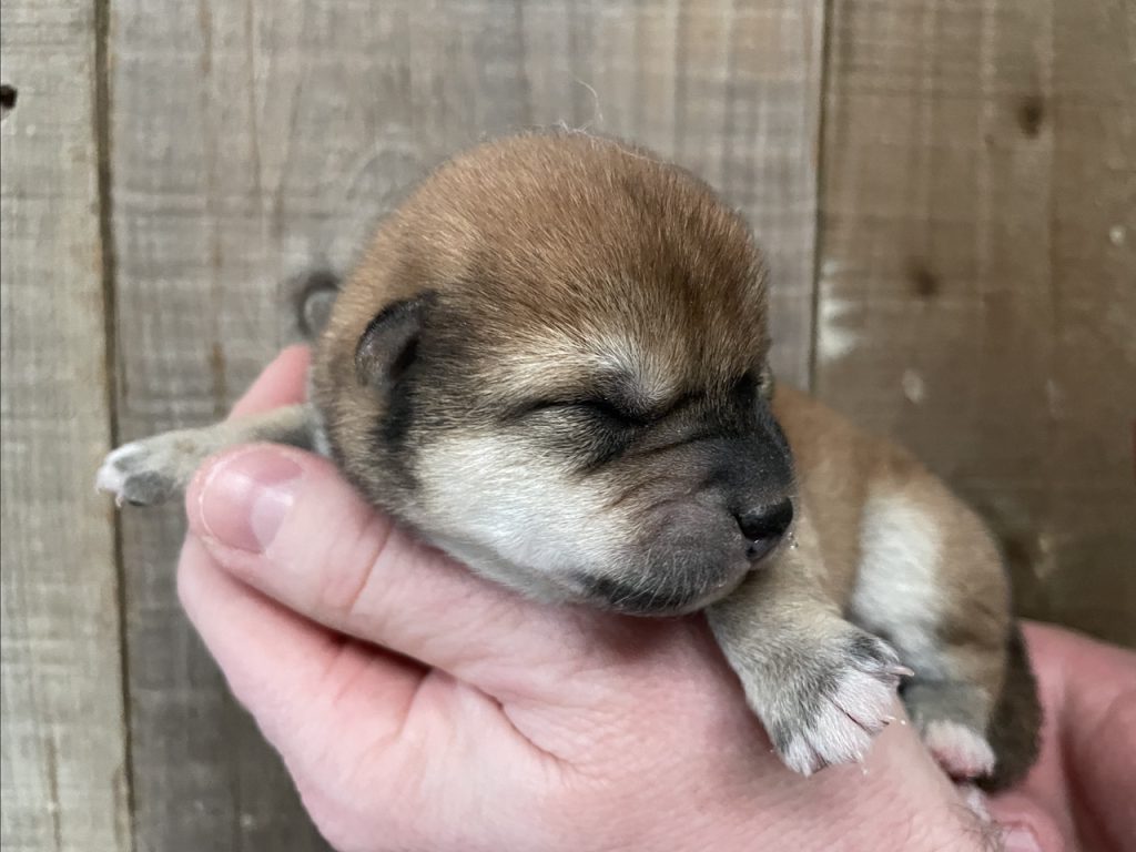 Chiot mame shiba nouveau-né endormi au creux d’une main
