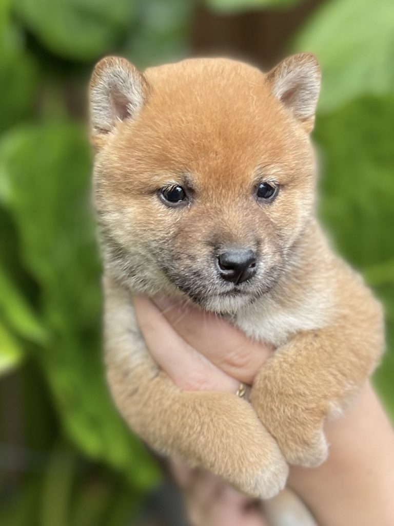 Chiot mame shiba roux tenu à deux mains devant un feuillage vert