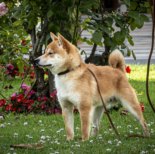 Aguni, mâle mame shiba roux, de profil dans le jardin de l’élevage